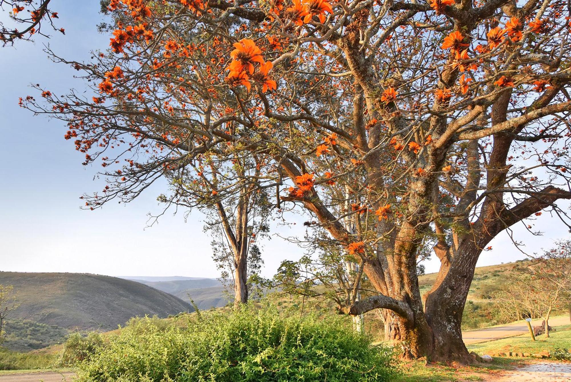 Zuurberg Mountain Village Addo Ngoại thất bức ảnh